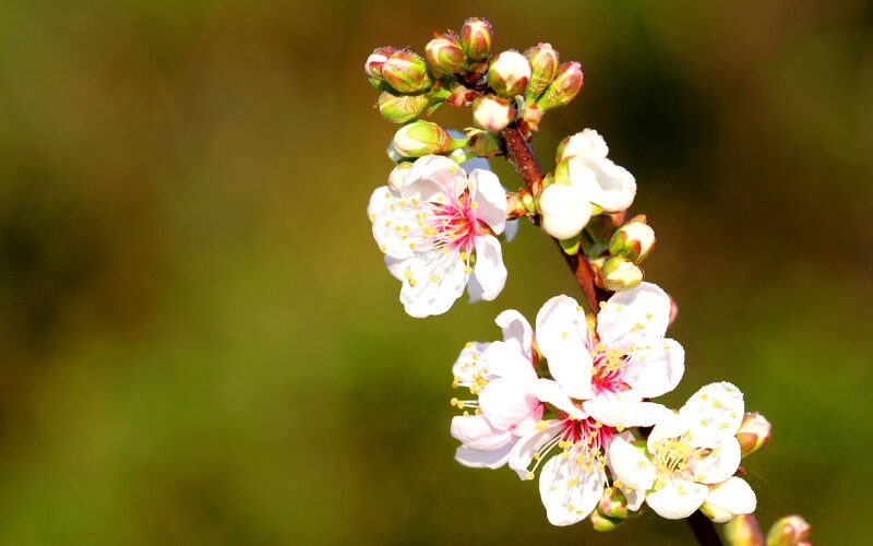 blooming cherry blossoms