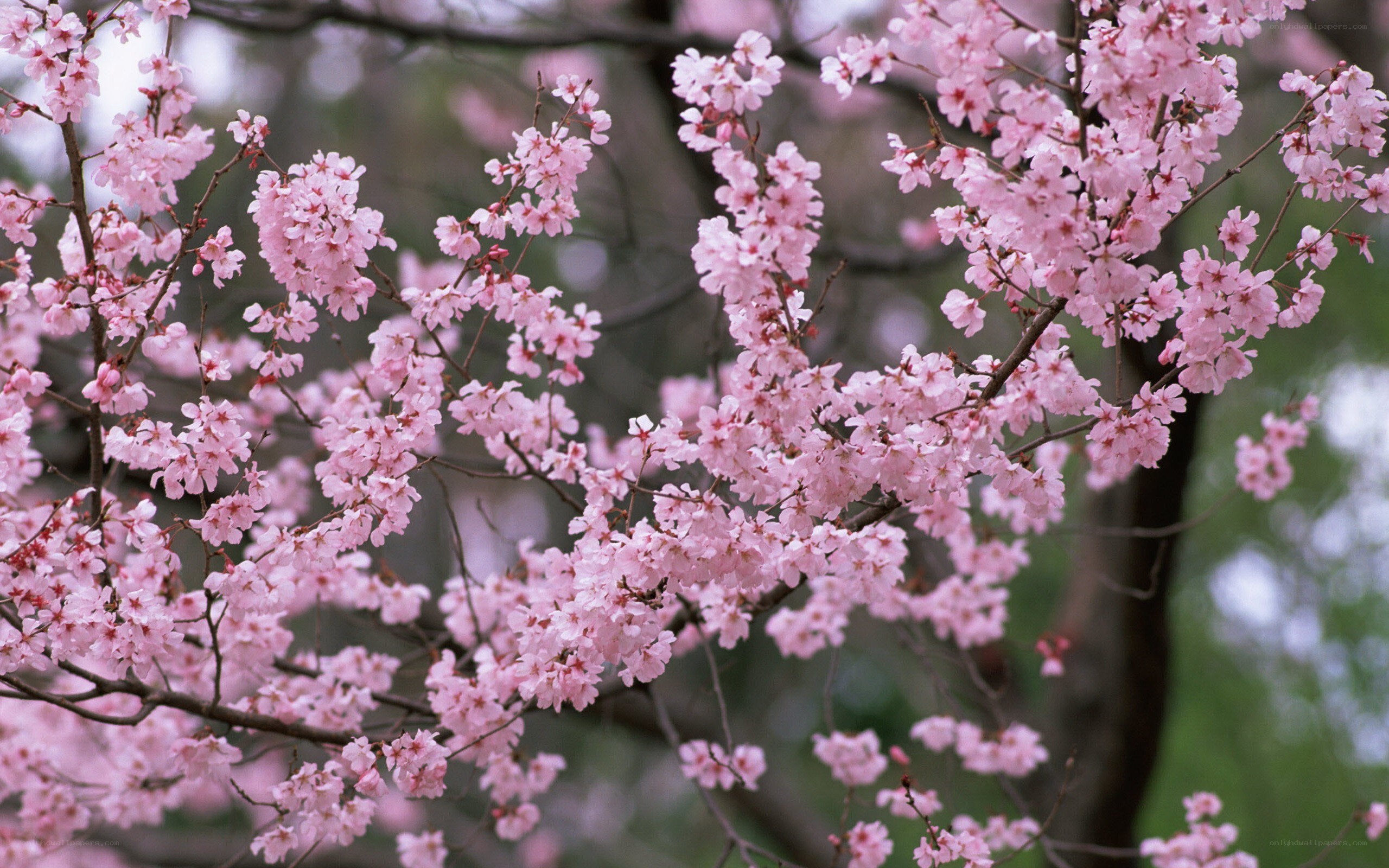 blooming cherry blossoms
