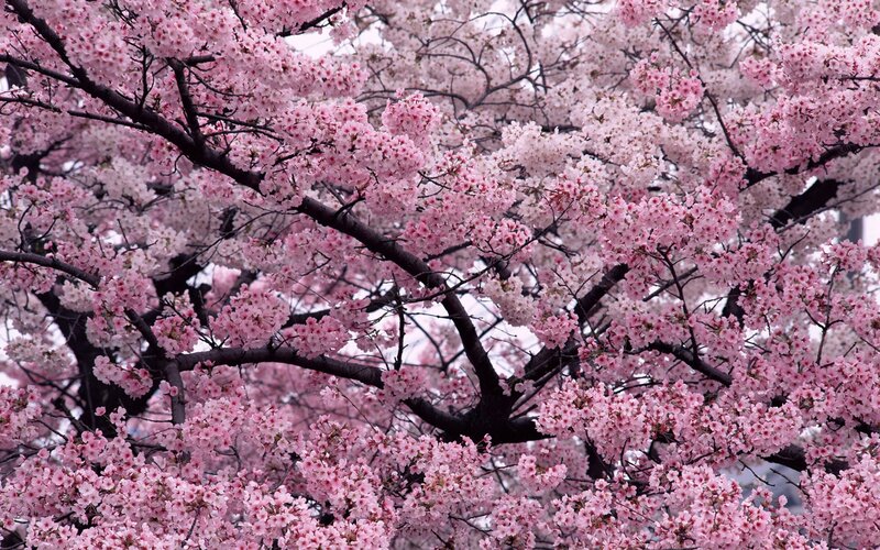 blooming cherry blossoms
