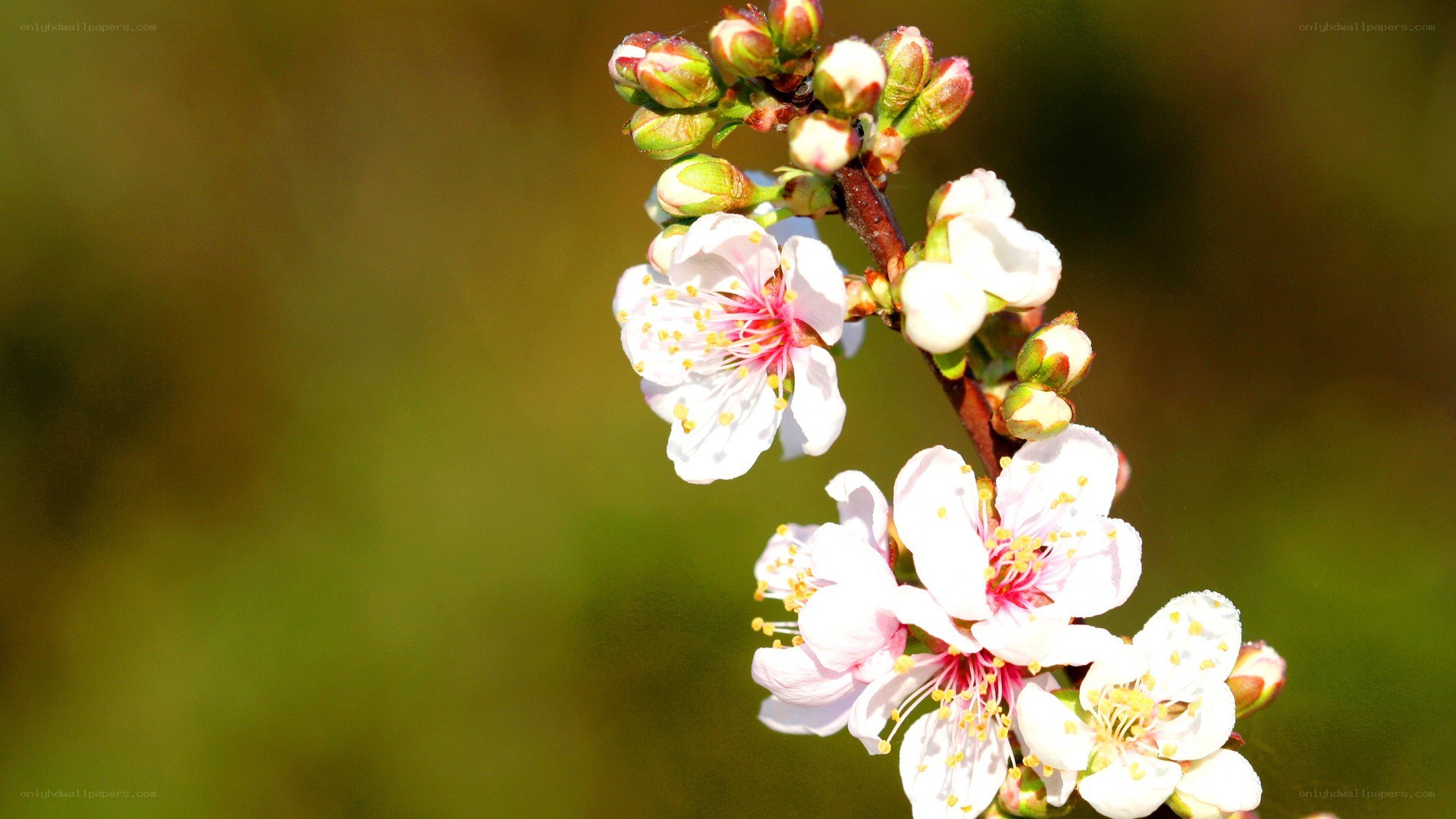 blooming cherry blossoms