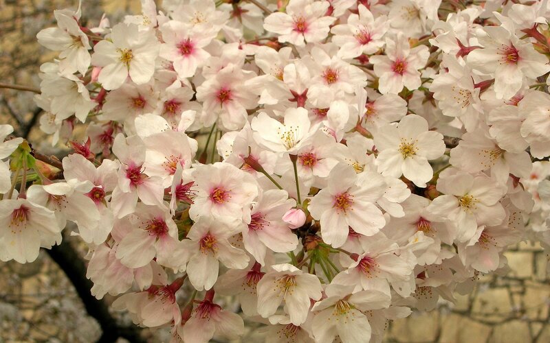 blooming cherry blossoms