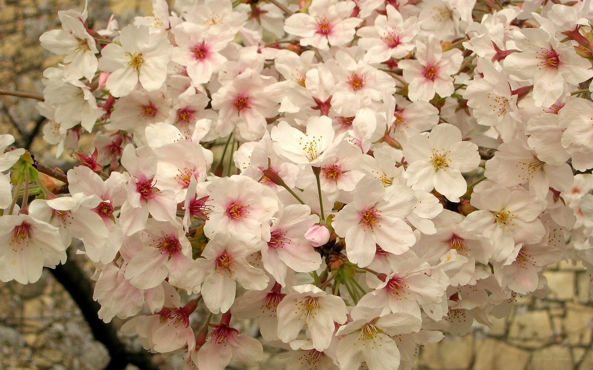 blooming cherry blossoms