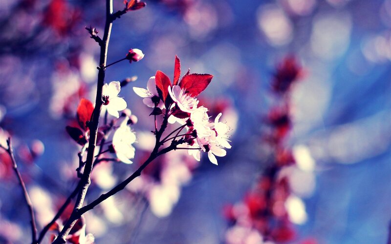 blooming cherry blossoms