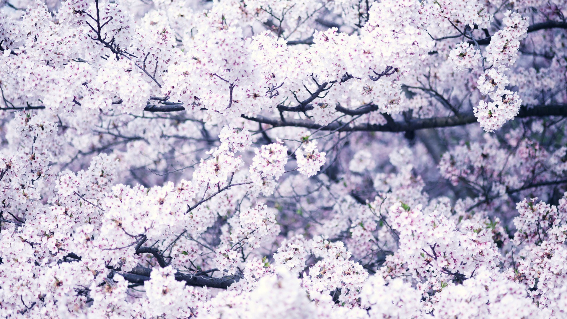 blooming cherry blossoms