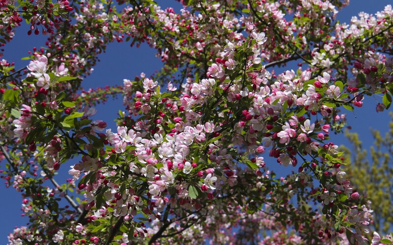 Blooming cherry blossoms