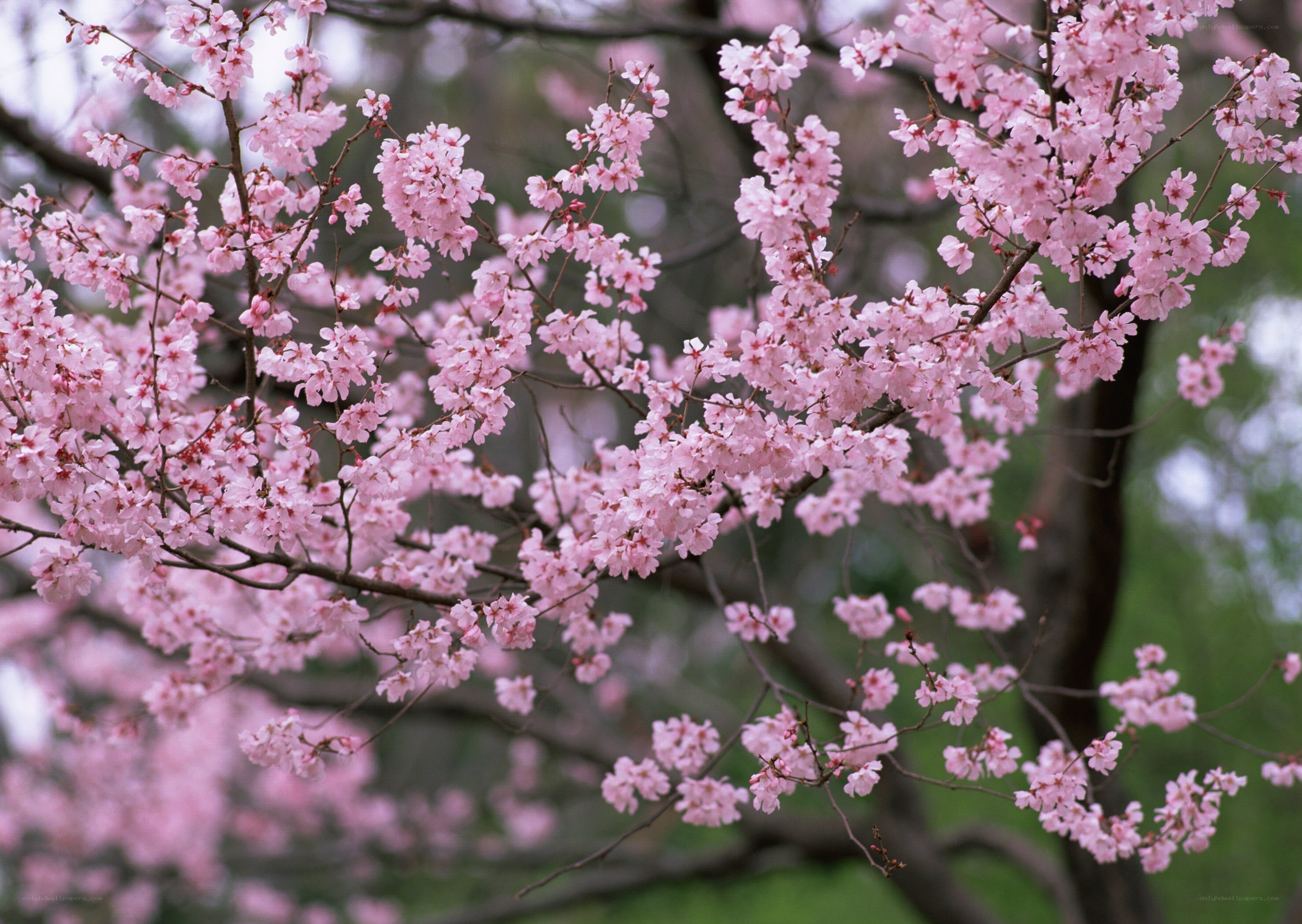 Blooming cherry blossoms