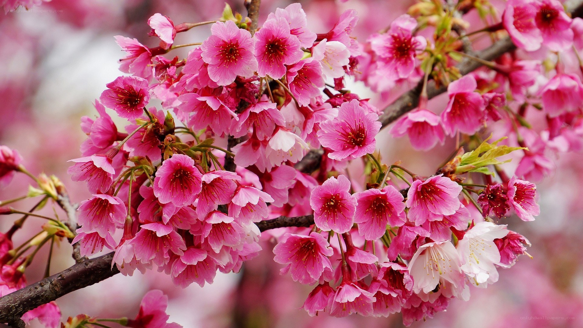 blooming cherry blossoms