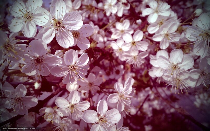 blooming cherry blossoms