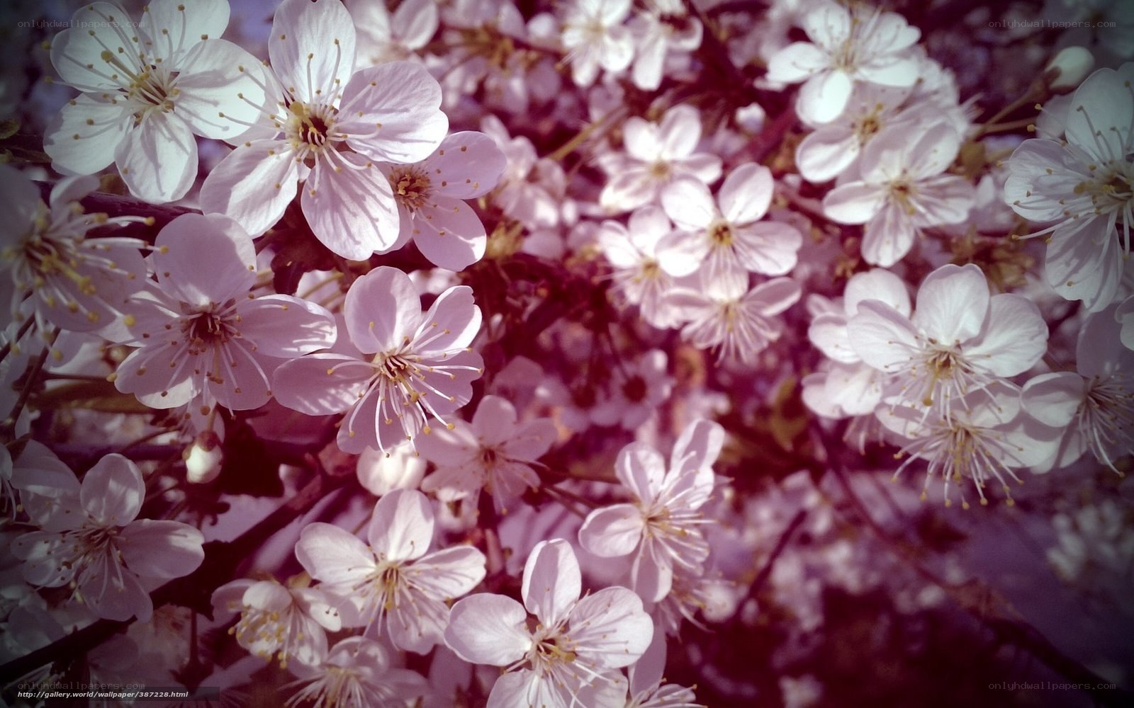 blooming cherry blossoms