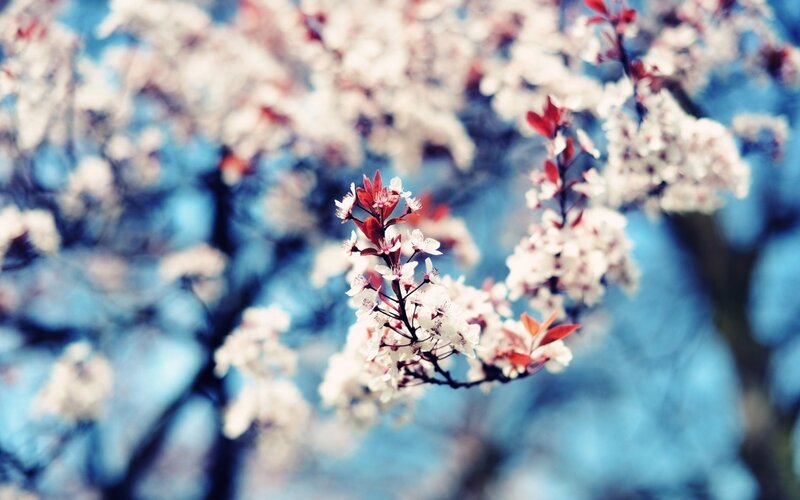 blooming cherry blossoms