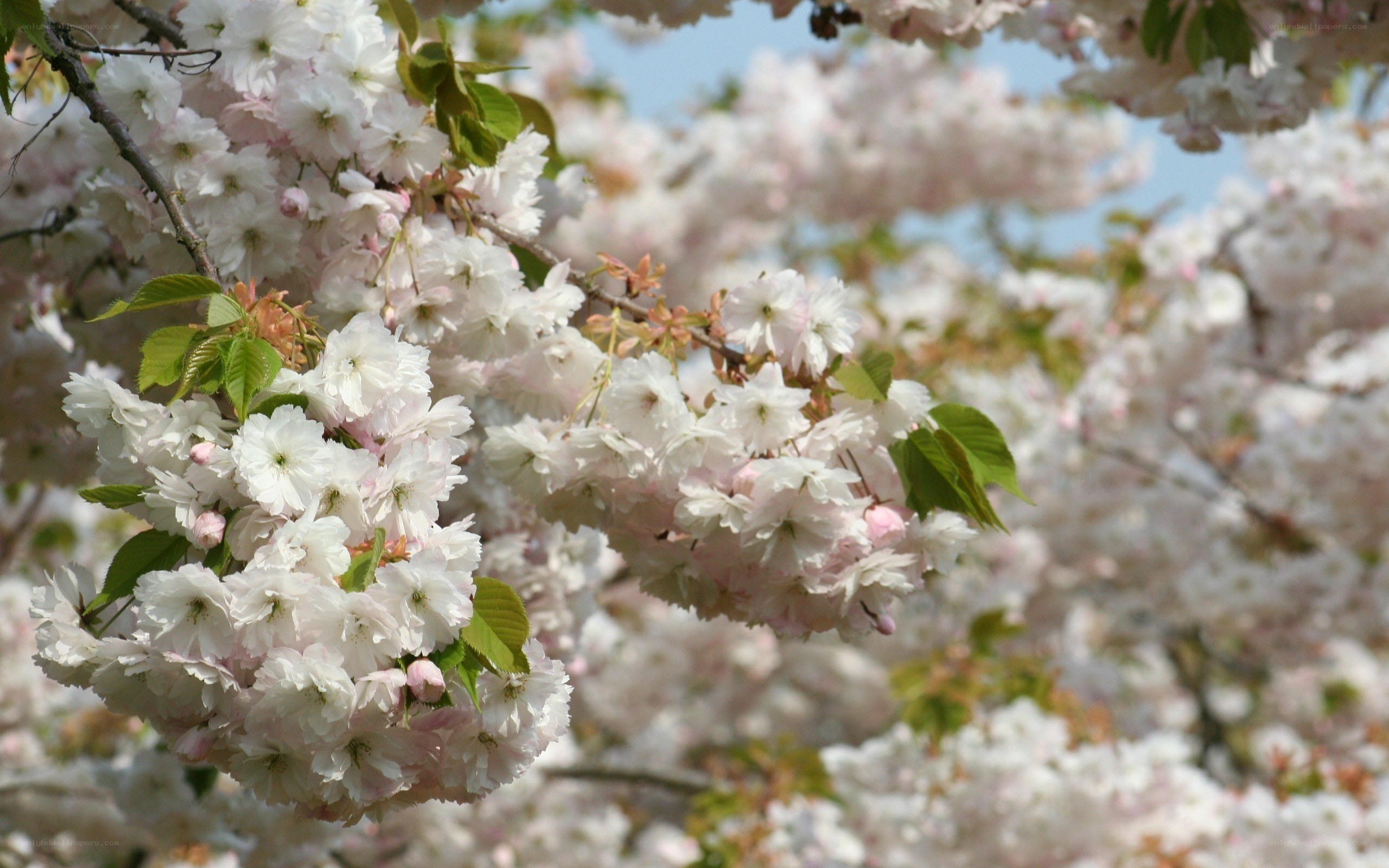 blooming cherry blossoms