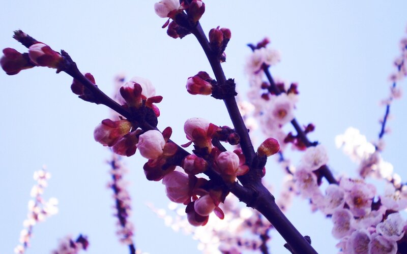 Blooming Cherry Blossoms — Pink