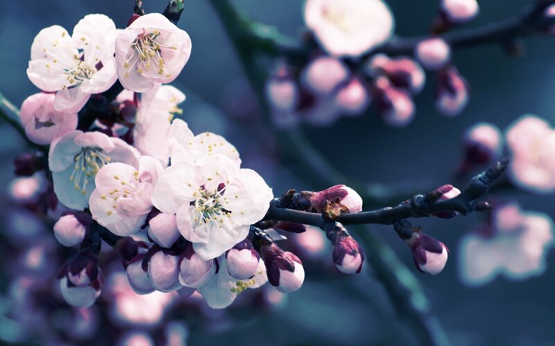 blooming cherry blossoms