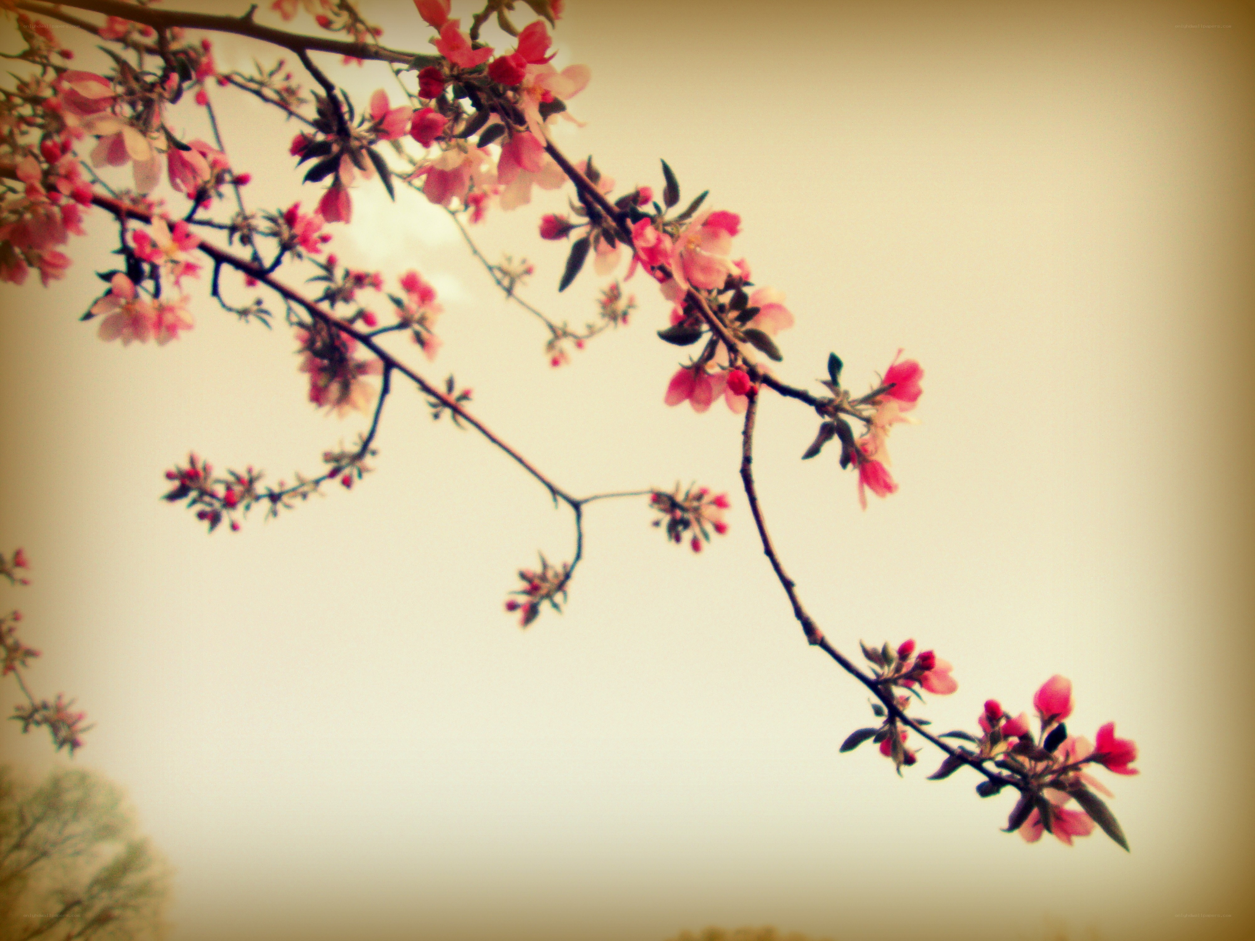 Blooming cherry branch