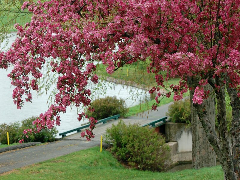 Blooming cherry tree by the water