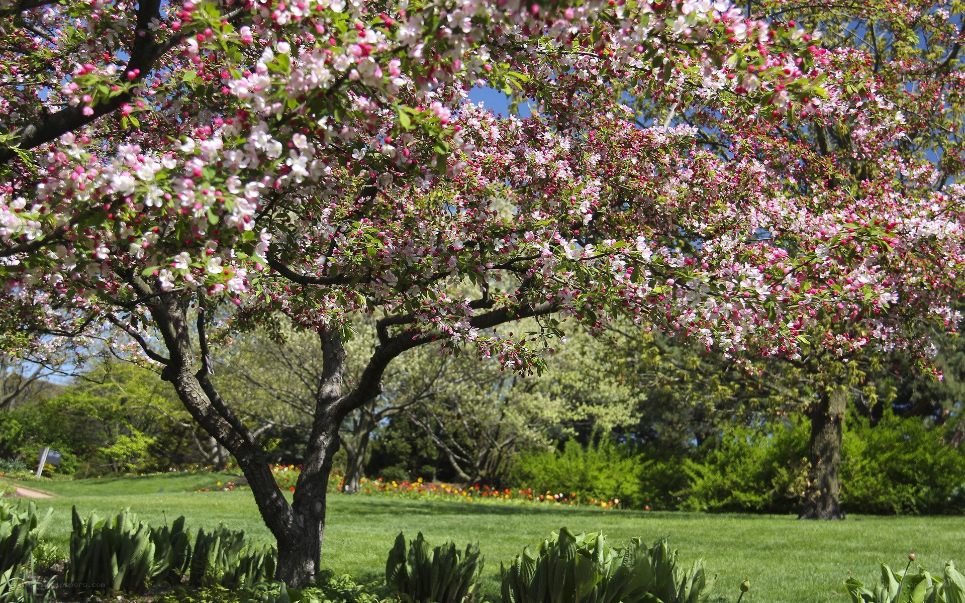 Blooming cherry tree in spring