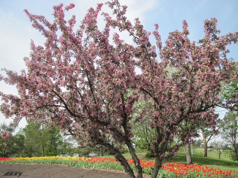 Blooming Cherry Tree — Pink, Serene, Spring, Photograph