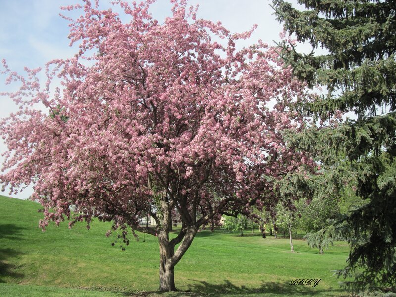 Blooming Cherry Tree — Pink, Serene, Spring