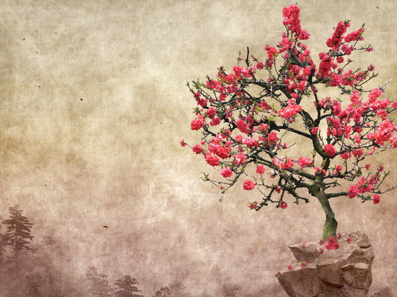 Blooming Cherry Tree — Pink, Serene