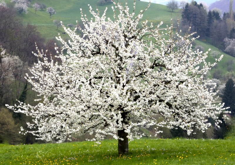 Blooming Cherry Tree — White, Serene