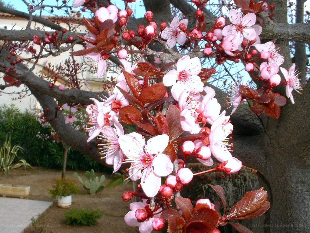 blooming cherry tree
