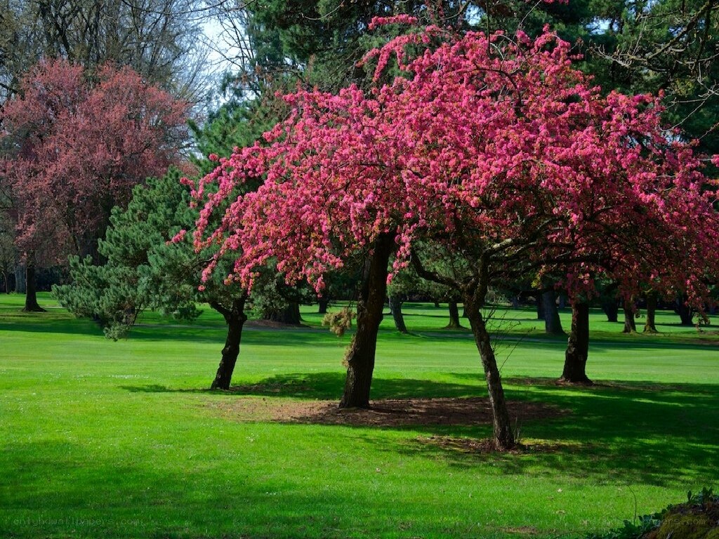 Blooming cherry trees in a park