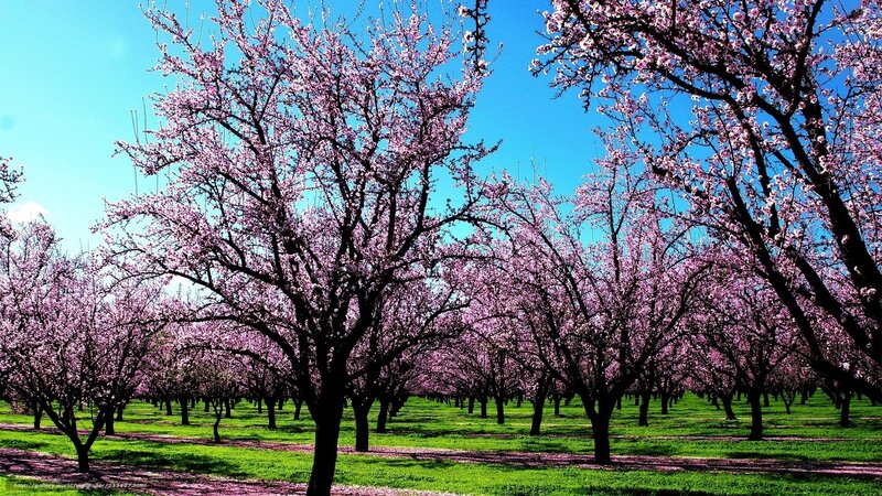 Blooming Cherry Trees — Pink, Serene, Spring, Photograph