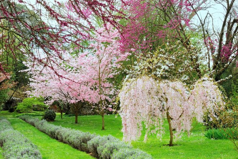 Blooming Cherry Trees — Pink, Serene, Spring