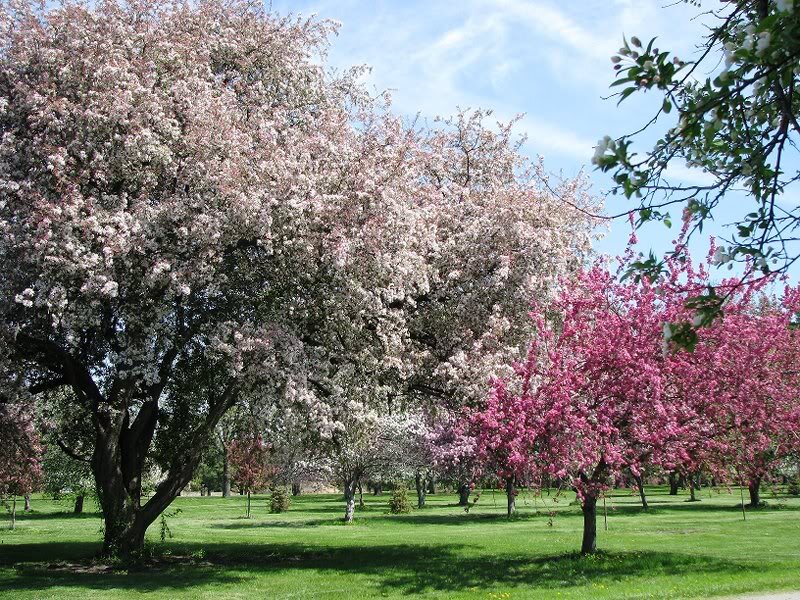 Blooming Cherry Trees — Pink, Serene