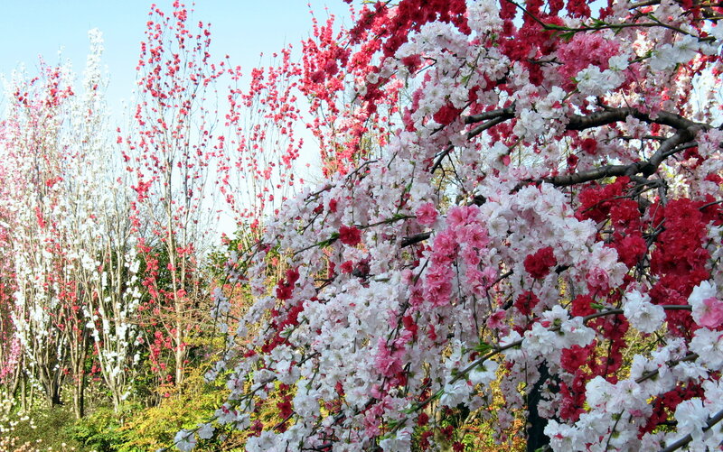 Blooming Cherry Trees — Pink