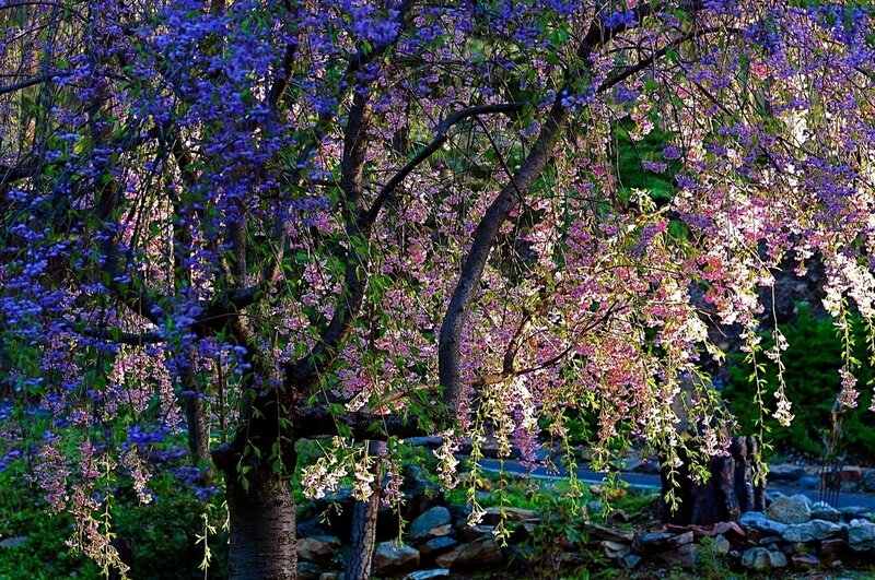 Blooming Cherry Trees