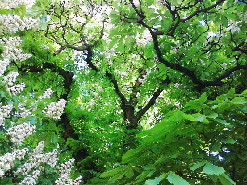 Blooming chestnut tree canopy