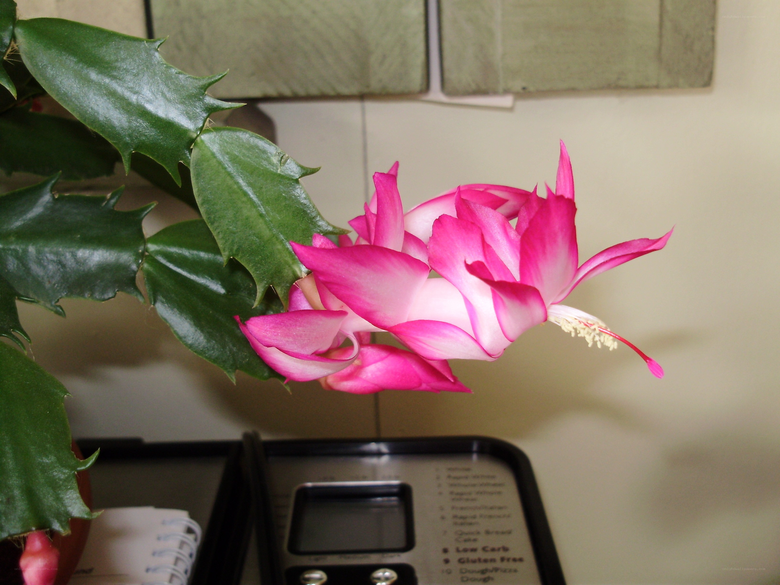 blooming christmas cactus