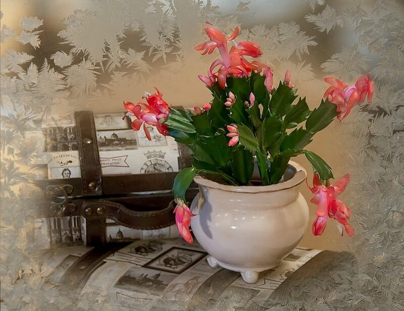 Blooming Christmas Cactus — Green, Calm