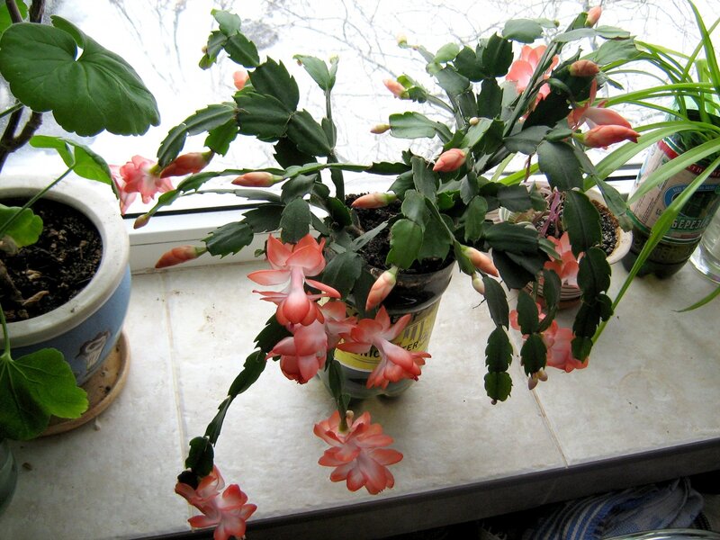Blooming Christmas Cactus — Green