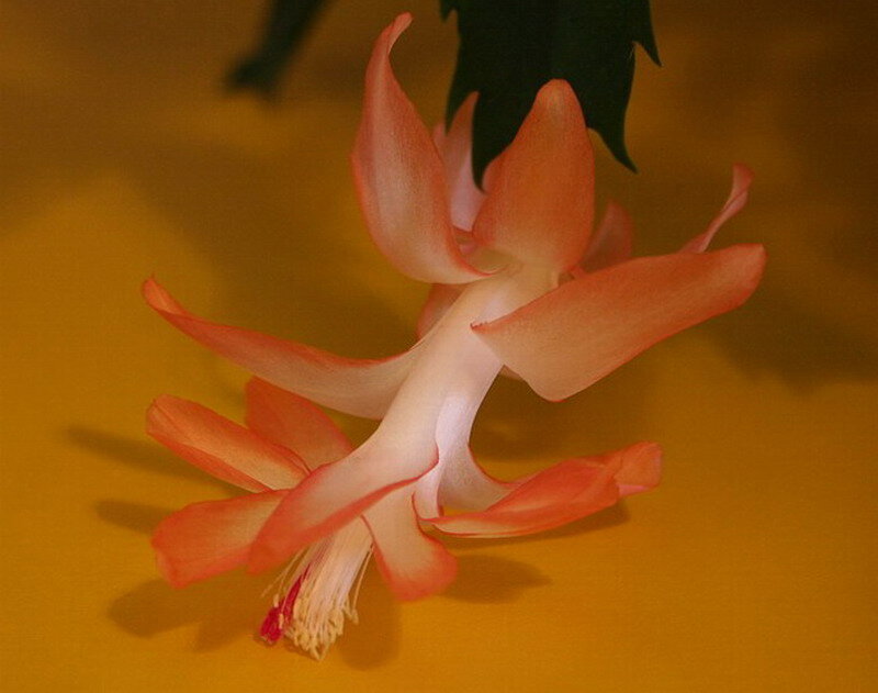 Blooming Christmas Cactus — Orange