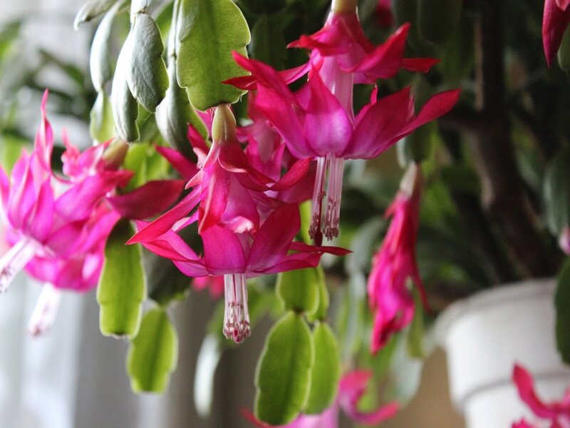 Blooming Christmas Cactus — Pink