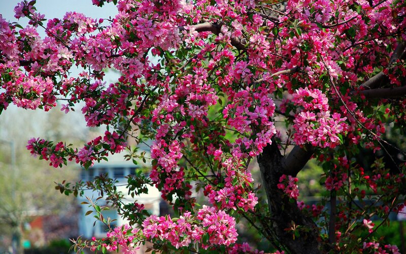 Blooming Crabapple Tree — Pink, Serene, Spring, Photograph