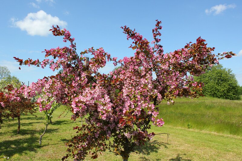 Blooming Crabapple Tree — Pink, Serene, Spring