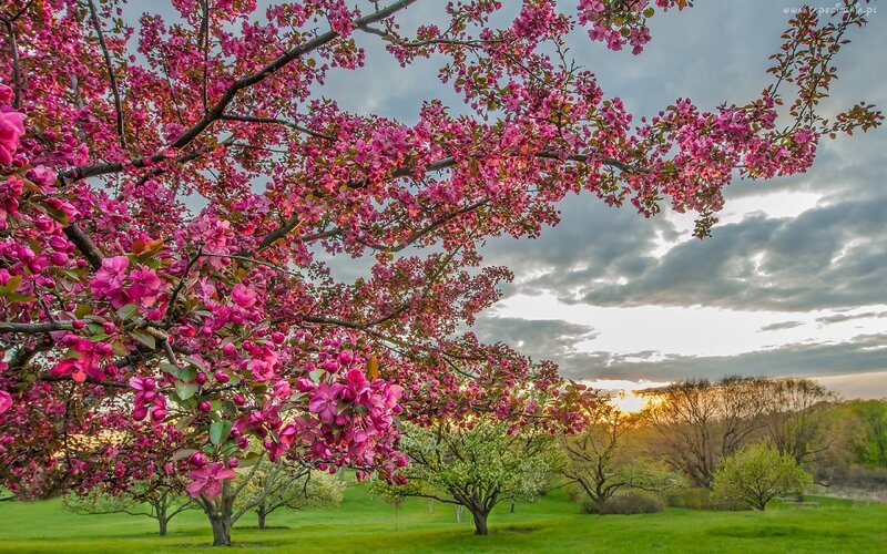 Blooming Crabapple Tree — Pink, Serene, Sunset, Photograph