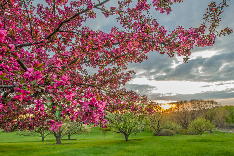 Blooming Crabapple Tree — Pink, Serene, Sunset
