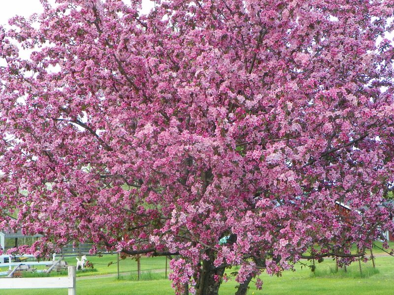 Blooming Crabapple Tree — Pink, Serene