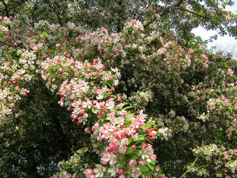 Blooming Crabapple Tree — Pink