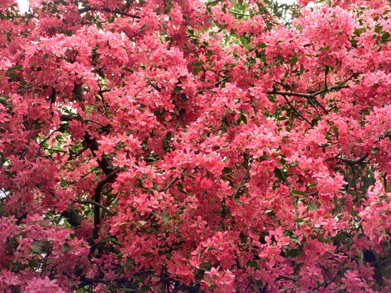 Blooming Crabapple Tree — Pink, Vibrant