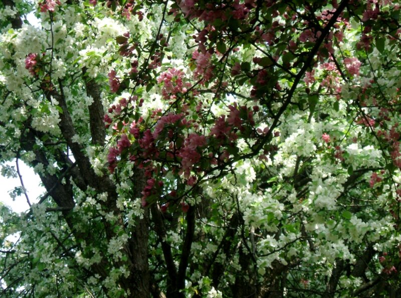 Blooming Crabapple Tree — White, Serene