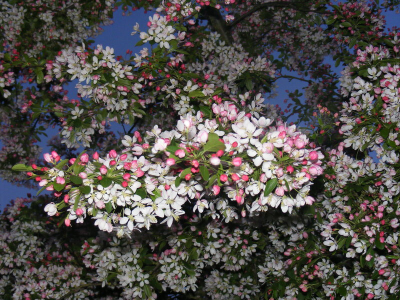 Blooming Crabapple Tree — White