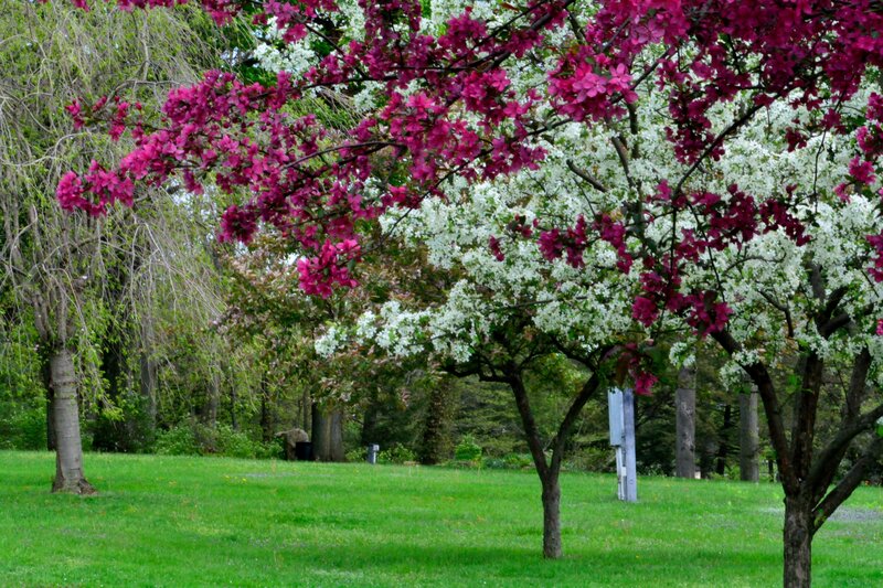 Blooming Crabapple Trees — Green