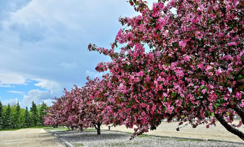 Blooming Crabapple Trees