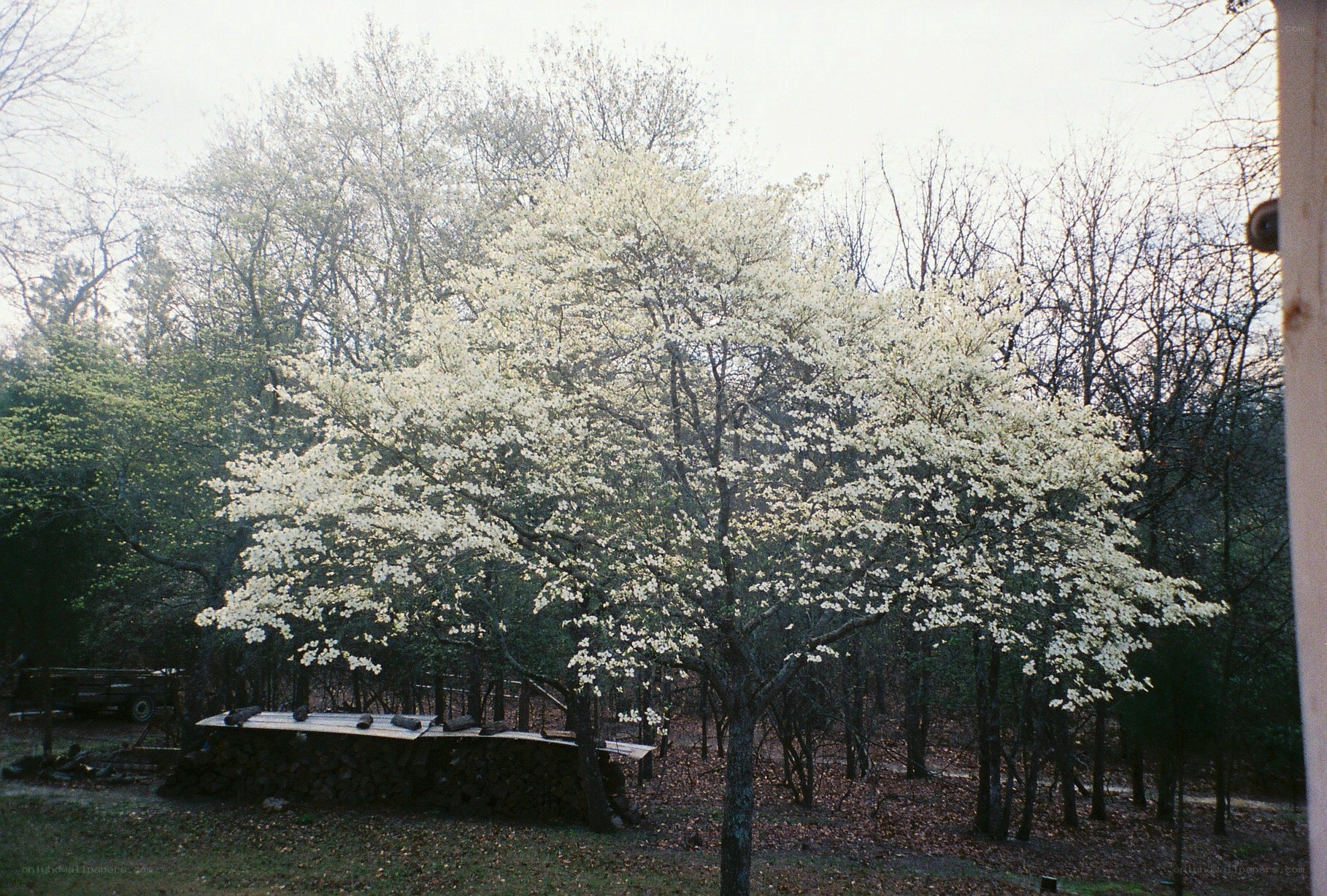 blooming dogwood tree