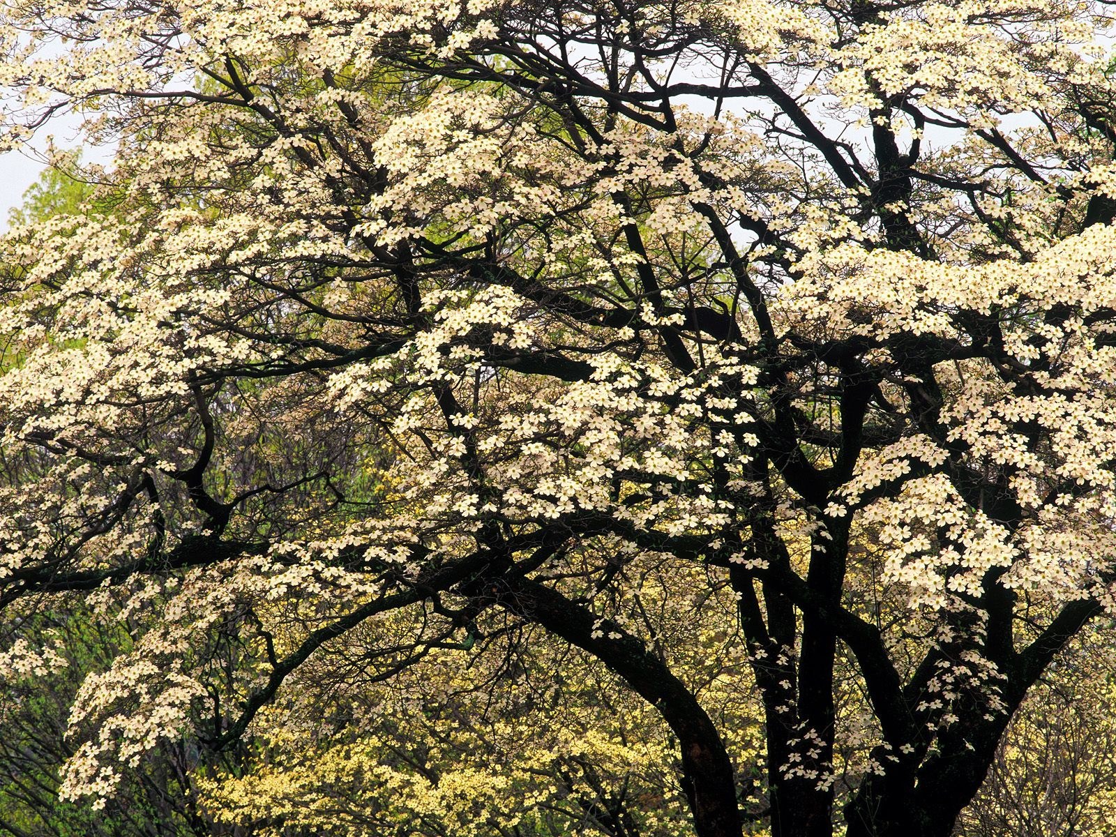 Blooming dogwood tree